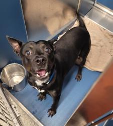 Shelter Stray Male Dog last seen Near BLOCK GREENVIEW AVE, DETROIT, MI 48228, 1431 E Ferry St, Detroit, MI 48211, USA