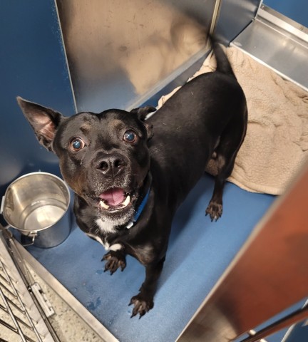 Shelter Stray Male Dog last seen Near BLOCK GREENVIEW AVE, DETROIT, MI 48228, 1431 E Ferry St, Detroit, MI 48211, USA