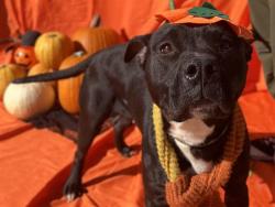 Shelter Stray Female Dog last seen CHARLOTTE, 8315 Byrum Dr, Charlotte, NC 28217, USA