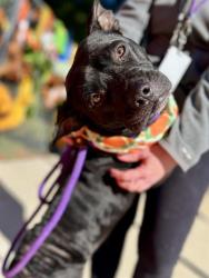 Shelter Stray Female Dog last seen CHARLOTTE, 8315 Byrum Dr, Charlotte, NC 28217, USA