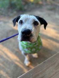 Shelter Stray Female Dog last seen CHARLOTTE, 8315 Byrum Dr, Charlotte, NC 28217, USA