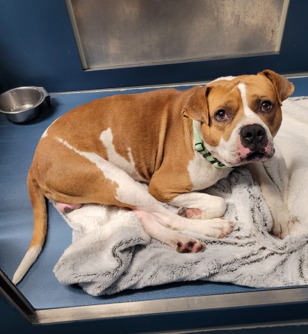 Shelter Stray Male Dog last seen Near BLOCK MONICA ST, DETROIT MI 48204, 1431 E Ferry St, Detroit, MI 48211, USA