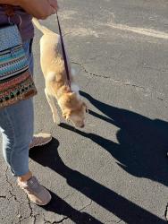 Reunited Male Dog last seen Landsdowne, Wilmington, NC 28412