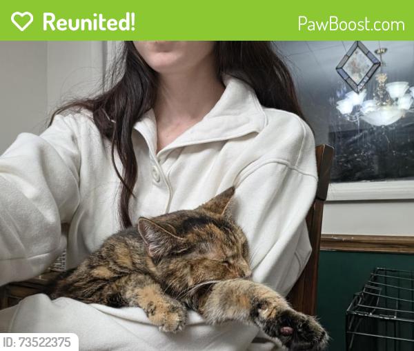 Reunited Female Cat last seen Delaware Avenue and Sumner Avenue, New Castle, PA 16105