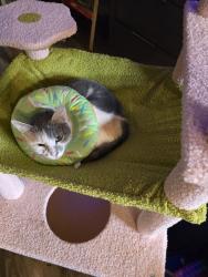 Lost Female Cat last seen Somerset apmt complex, Madison, AL 35758