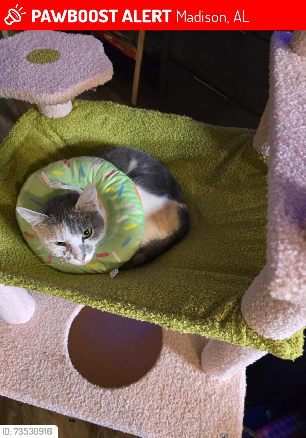 Lost Female Cat last seen Somerset apmt complex, Madison, AL 35758