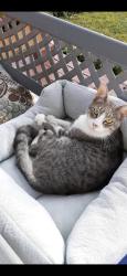 Reunited Male Cat last seen Atlantic and Pacific, Franklin Park, IL 60131