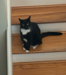 Lost Female Cat last seen Near Berne Altamont rd, Altamont, NY 12009