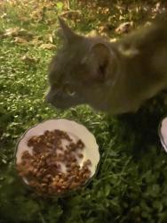 Found/Stray Unknown Cat last seen Abbott Martin Road, Nashville, TN 37215