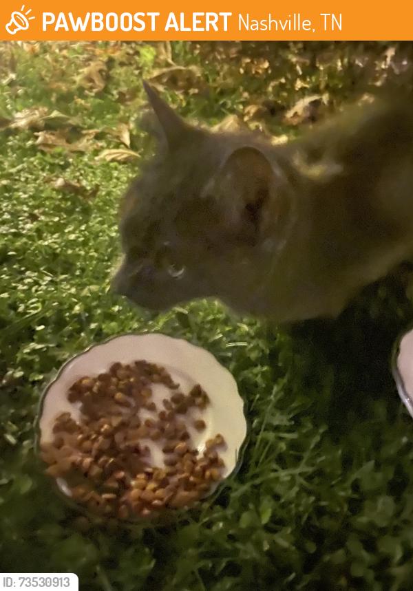 Found/Stray Unknown Cat last seen Abbott Martin Road, Nashville, TN 37215