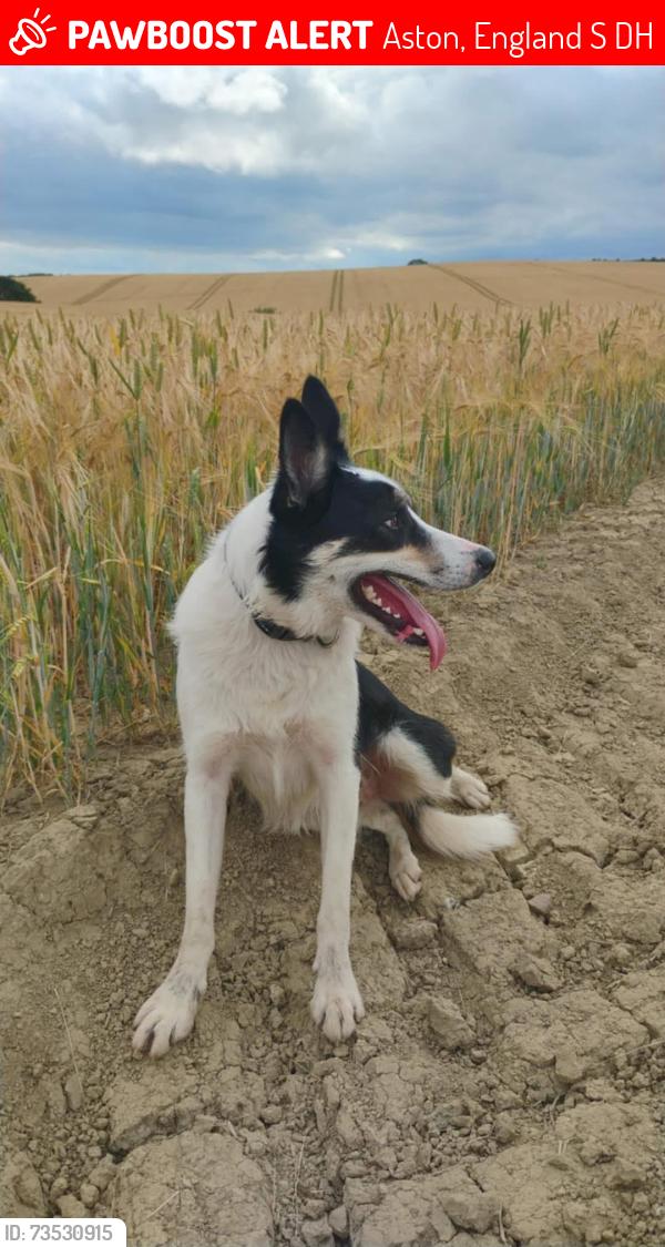 Lost Male Dog last seen Sheldon grove, Aston, England S26 2DH