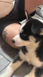 Lost Male Dog last seen Near SW 15th St Fort Lauderdale FL 33312, Fort Lauderdale, FL 33312