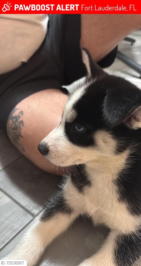 Lost Male Dog last seen Near SW 15th St Fort Lauderdale FL 33312, Fort Lauderdale, FL 33312