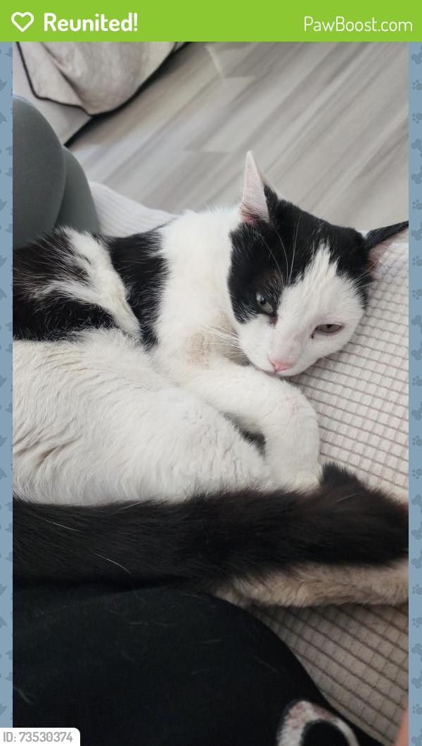 Reunited Male Cat last seen Scott rd and Menifee Rd, Menifee, CA 92584