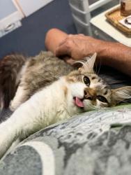 Lost Male Cat last seen Beavers rd, forest park, Georgia, Forest Park, GA 30297