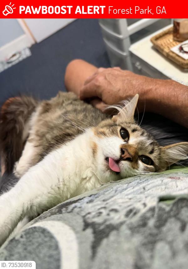 Lost Male Cat last seen Beavers rd, forest park, Georgia, Forest Park, GA 30297