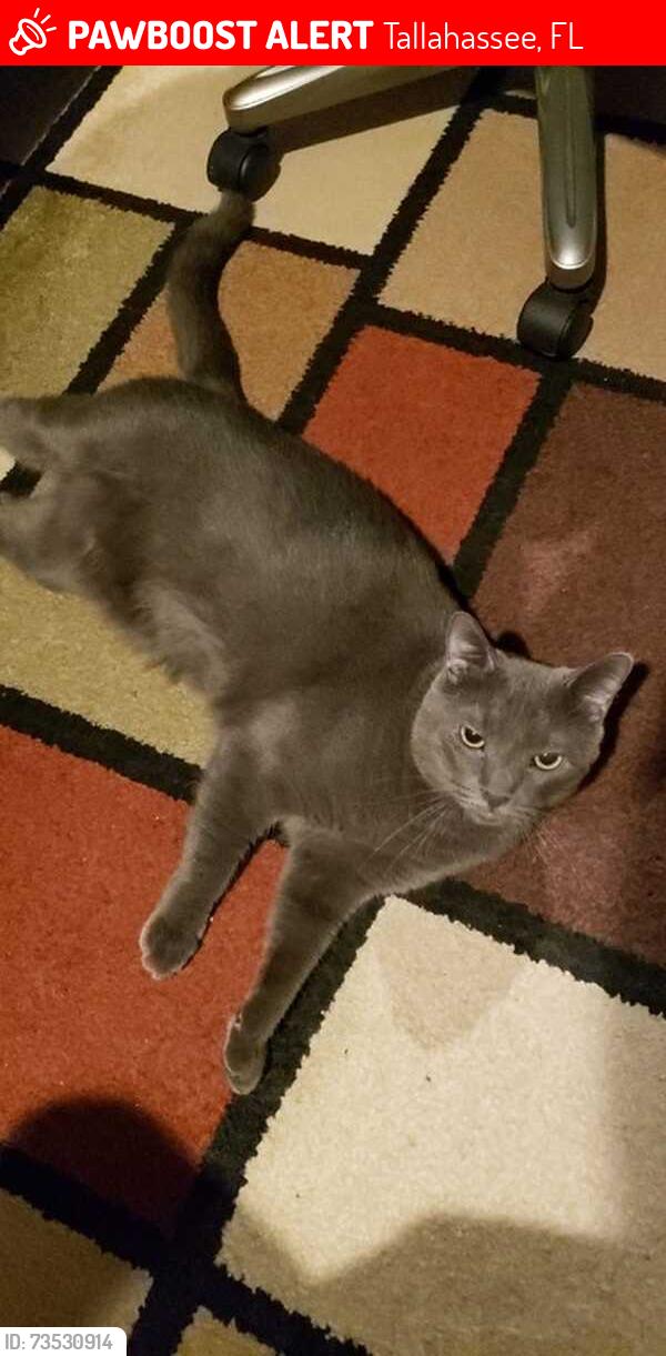 Lost Male Cat last seen Lantana Lane, Tallahassee, FL 32311