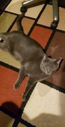 Lost Male Cat last seen Lantana Lane, Tallahassee, FL 32311