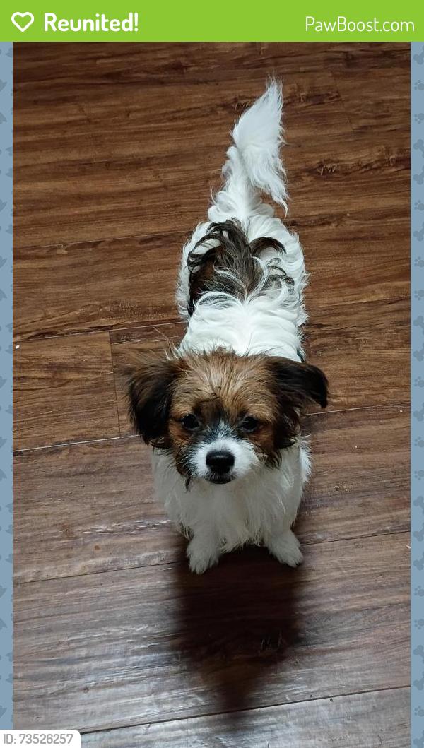 Reunited Female Dog last seen Mechanic St & Hobart St, Bethlehem, PA 18015