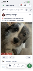 Lost Male Dog last seen Field, Marrero, LA 70072