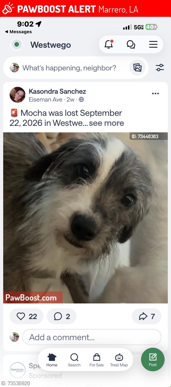 Lost Male Dog last seen Field, Marrero, LA 70072