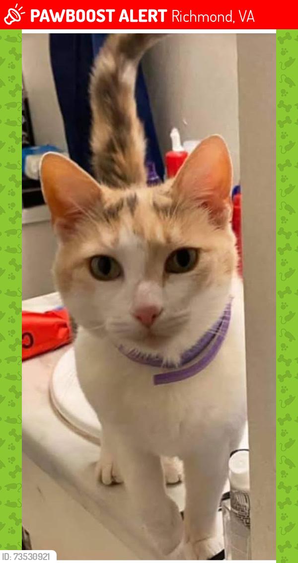 Lost Female Cat last seen rainwater road and Hunting Creek Road, Richmond, VA 23237