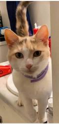 Lost Female Cat last seen rainwater road and Hunting Creek Road, Richmond, VA 23237