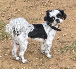 Reunited Male Dog last seen Tanner Dr & Godfrey St, Midland, TX 79703