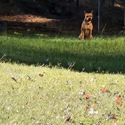 Shelter Stray Male Dog last seen Near Gelsinger ave, County/Unicorporated, NC, 1491 Business Park Ct, Gastonia, NC 28052, USA