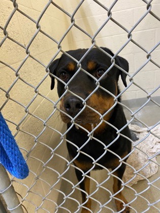 Shelter Stray Male Dog last seen Barber St and Schumann, IRC SD, FL, 6230 77th St, Vero Beach, FL 32967, USA