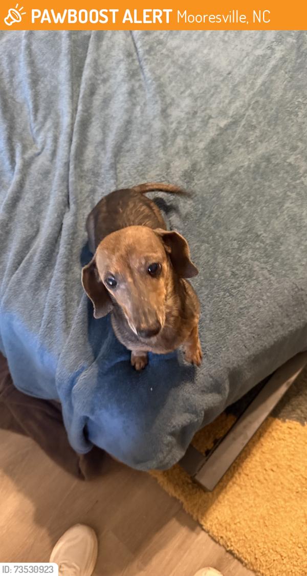 Found/Stray Female Dog last seen Between liberty school and Faith Road, Mooresville, NC 28115