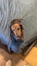 Found/Stray Female Dog last seen Between liberty school and Faith Road, Mooresville, NC 28115