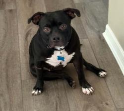 Shelter Stray Female Dog last seen County Rd 39, Dunnellon, FL, 4030 S Airport Rd, Inverness, FL 34450, USA