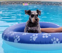 Lost Male Dog last seen Cathey road and hwy 81, Anderson, SC 29621