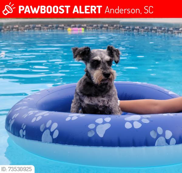 Lost Male Dog last seen Cathey road and hwy 81, Anderson, SC 29621