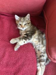 Lost Female Cat last seen 148th Pl and elder, Todd Creek, CO 80602