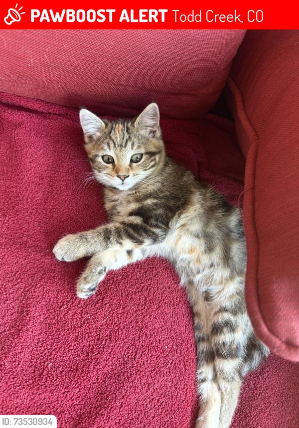 Lost Female Cat last seen 148th Pl and elder, Todd Creek, CO 80602