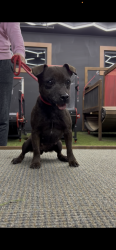 Reunited Female Dog last seen Near Pioneer Park in Newport, MN, Newport, MN 55055