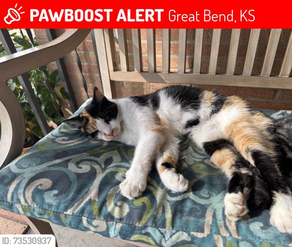 Lost Female Cat last seen Lakin Street, Great Bend, KS 67530