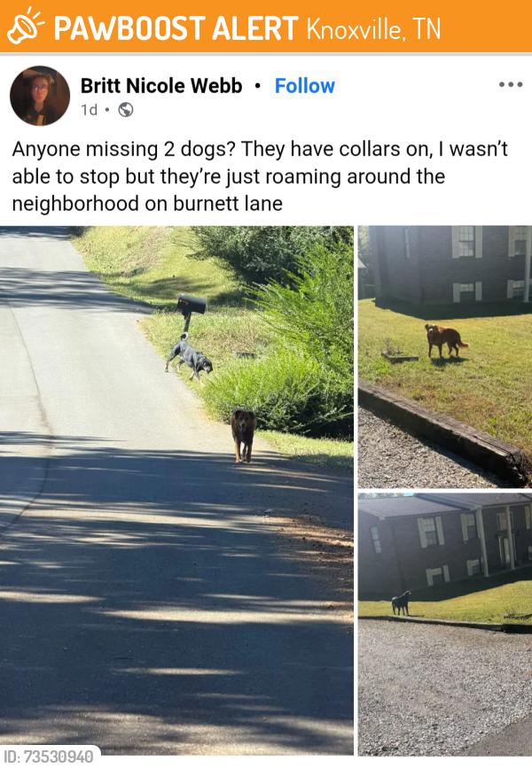 Found/Stray Male Dog last seen Bays mountain road and Dry Hollow Road, Knoxville, TN 37920