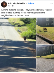 Found/Stray Male Dog last seen Bays mountain road and Dry Hollow Road, Knoxville, TN 37920