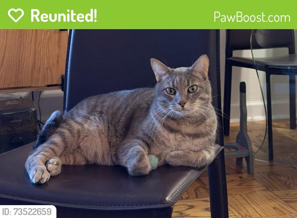 Reunited Male Cat last seen Gallatin ST near Hamilton ST, Hyattsville, MD 20781