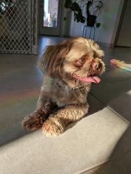 Found/Stray Male Dog last seen Near Canyon shore ln, Missouri City, TX 77459