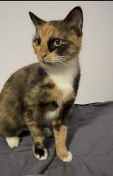 Reunited Female Cat last seen alabama spay & neuter, Birmingham, AL 35210