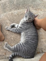 Lost Female Cat last seen Redbird trail Georgetown TX 78633, Georgetown, TX 78633