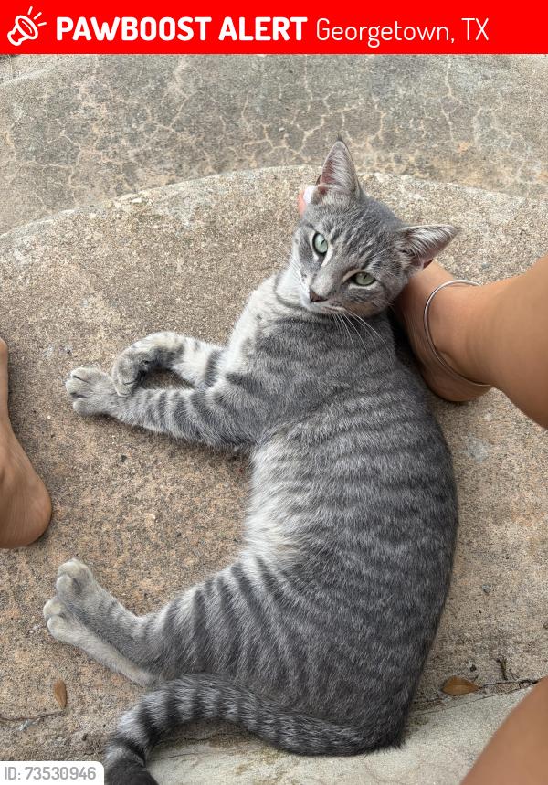 Lost Female Cat last seen Redbird trail Georgetown TX 78633, Georgetown, TX 78633