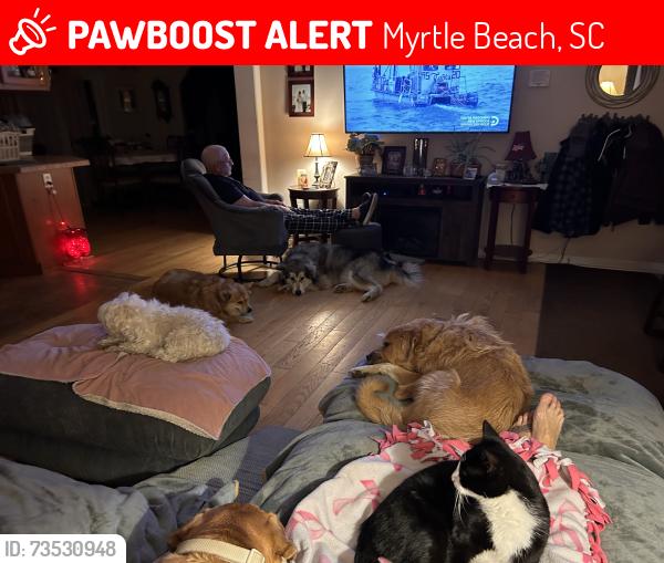 Lost Male Cat last seen Our back yard, Myrtle Beach, SC 29579