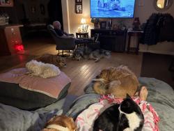 Lost Male Cat last seen Our back yard, Myrtle Beach, SC 29579