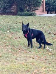 Found/Stray Male Dog last seen Winola Lane, Spring Lake Area, Birmingham, AL 35235