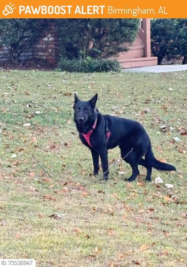 Found/Stray Male Dog last seen Winola Lane, Spring Lake Area, Birmingham, AL 35235